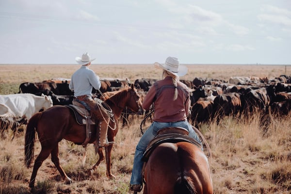 Two cowboys on horseback herding cattle across an open prairie landscape