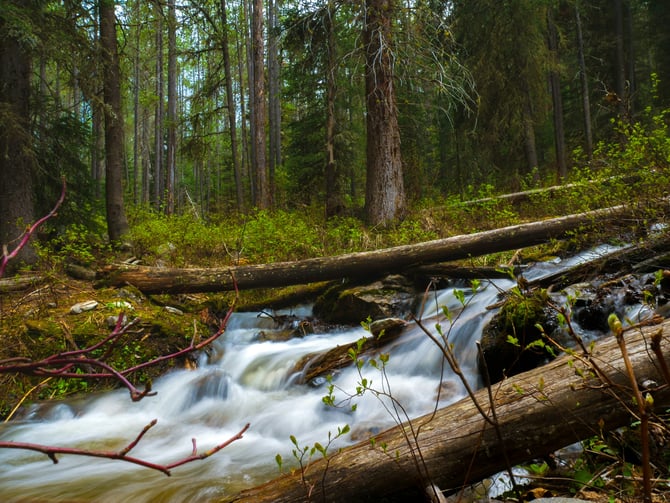 Temporary representative image: Montana creek rushing through pine forest