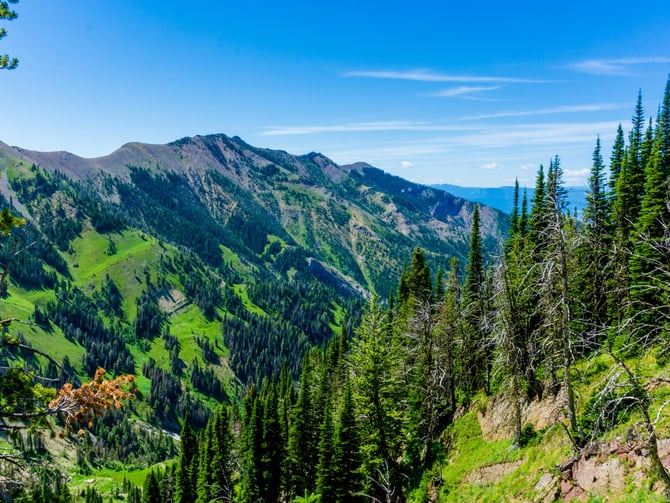 Temporary representative image: Forested mountain trail near Bozeman